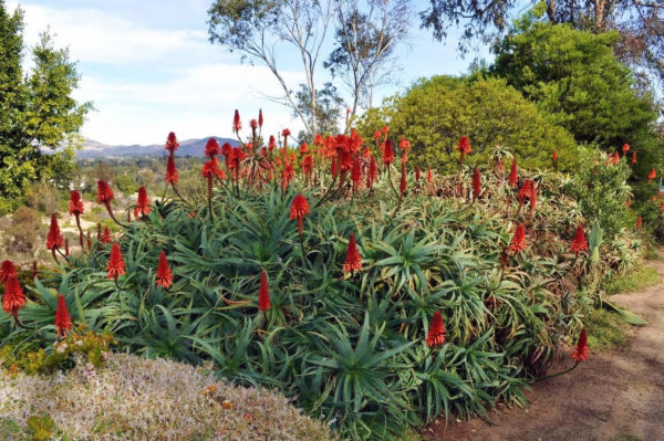 Aloe Arborescens