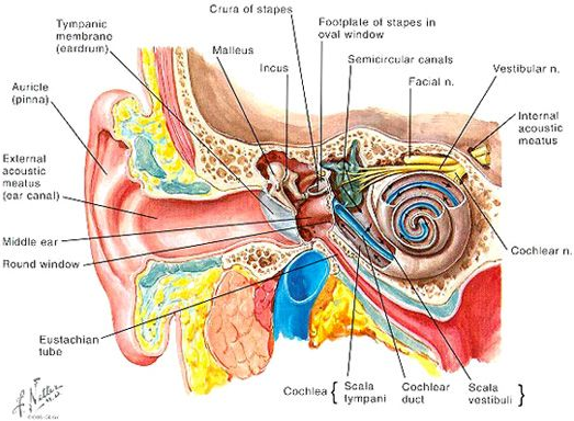 Schema dell'orecchio interno