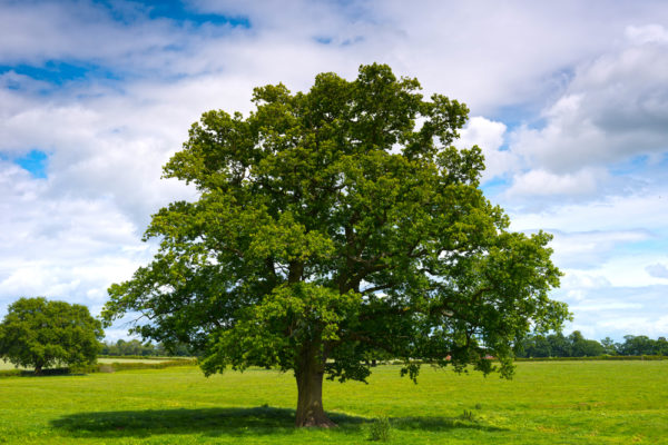 Gli alberi parlano, conservano, litigano. Come noi uomini: e quanto ci assomigliano