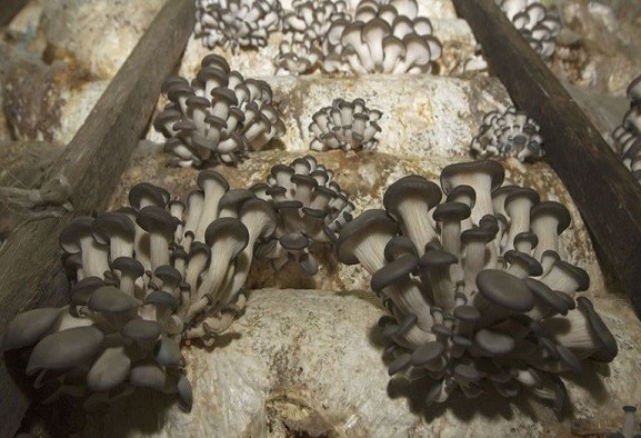 Risultato immagini per Funghi neri in grado di mangiare le radiazioni